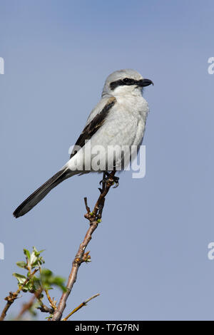 Adult Northern Shrike (Lanius borealis borealis) perched in a small tree on Seward Peninsula, Alaska, USA. Stock Photo