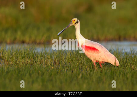 Adult breeding Roseate Spoonbill, Platalea ajaja Galveston Co., Texas May 2016 Stock Photo