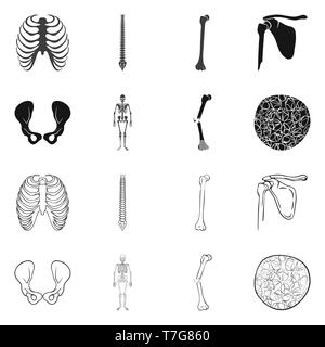 rib,spine,femur,hip,musculoskeletal,fracture,osteoporosis,cage,chiropractic,broken,pelvis,joint,scientific,pain,cell,xray,backbone,fibula,skeletal,bias,tissue,body,spinal,shin,pelvic,surgery,system,injury,connective,tibia,healthy,medicine,clinic,biology,medical,bone,skeleton,anatomy,human,organs,set,vector,icon,illustration,isolated,collection,design,element,graphic,sign Vector Vectors , Stock Vector