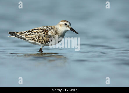 Little Stint (Calidris minuta), juvenile standing in the water, seen from the side. Stock Photo