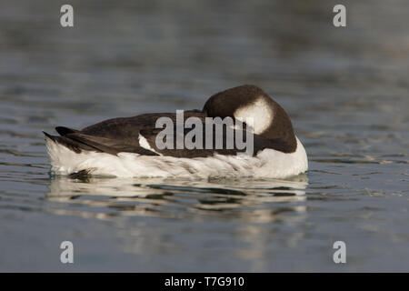 First-winter Common Guillemot (Uria aalge) swimming in the harbour of Wadden Isle Terschelling, Netherlands Stock Photo