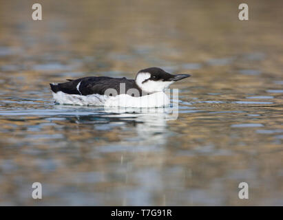 First-winter Common Guillemot (Uria aalge) swimming in the harbour of Wadden Isle Terschelling, Netherlands Stock Photo