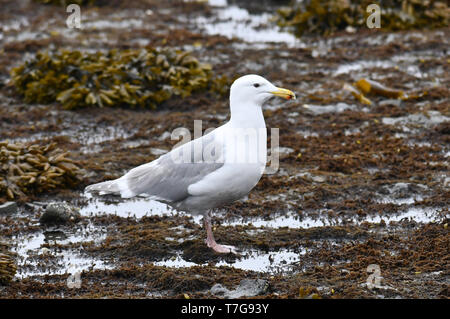Adult Glaucous-winged Gull (Larus glaucescens) standing on rocky coast of east Russia. Stock Photo