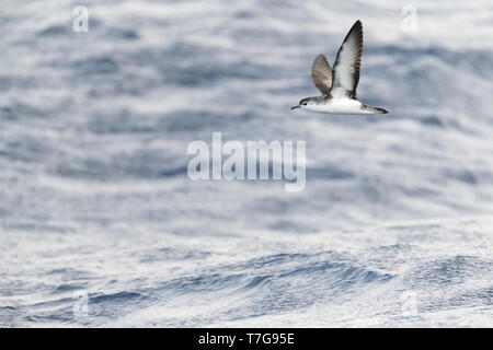 Barolo shearwater (Puffinus baroli), flying over the Atlantic Ocean near Madeirs. This is a small species of shearwater which breeds in the Azores and Stock Photo