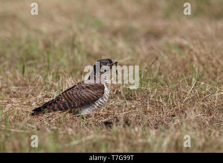 Immature Eurasian Cuckoo (Cuculus canorus) sitting on the ground against a brown natural background in Denmark. Stock Photo