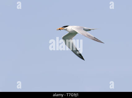 Adult African Royal Tern (Thalasseus maximus albidorsalis) in flight off Banc d’Arguin in Mauritania. Carrying food in its bill. Stock Photo