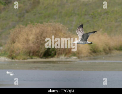 Immature Caspian Gull (Larus cachinnans) in England, during late summer, in flight. Stock Photo