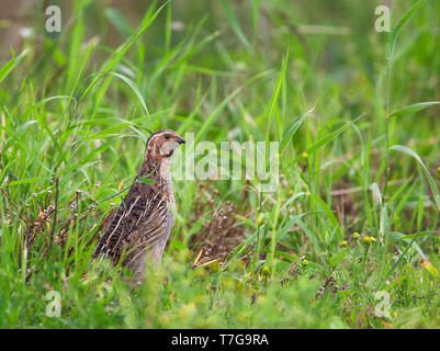 Adult Common Quail (Coturnix coturnix) in Dutch meadow. More often heard than seen with its characteristic call of 'wet my lips”. Stock Photo