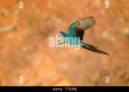 Lear's Macaw (Anodorhynchus leari) near roosting areo on a cliff face in Bahia, Brazil. It is known from two colonies at Toca Velha and Serra Branca,  Stock Photo