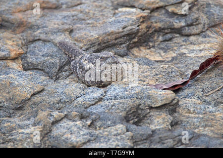 Pygmy Nightjar (Nyctipolus hirundinaceus) sleeping on rock in Brazil during daytime. Stock Photo