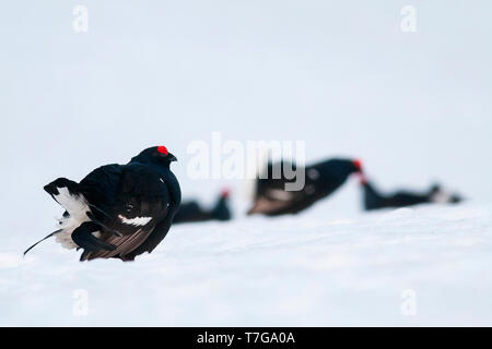 Adult male Black Grouse (Lyrurus tetrix tetrix) at a lek in Germany during early spring with lots of snow. Three birds in the background. Stock Photo