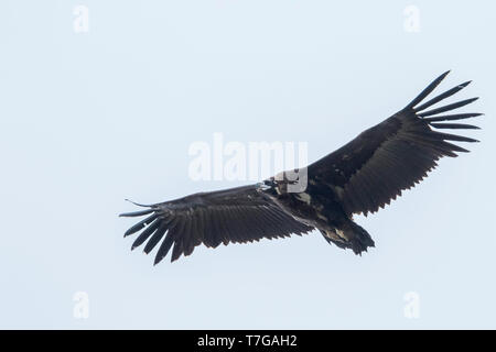 Cinereous Vulture (Aegypius monachus), Russia (Baikal), 2nd cy in flight, seen from below. Stock Photo