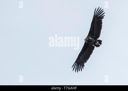 Cinereous Vulture (Aegypius monachus), Russia (Baikal), 2nd cy in flight, seen from below. Stock Photo