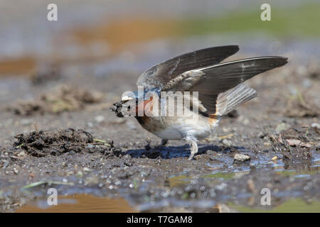 Adult American Cliff Swallow (Petrochelidon pyrrhonota) gathering mud for his nest in Lake Tunkwa, British Colombia, Canada. Stock Photo