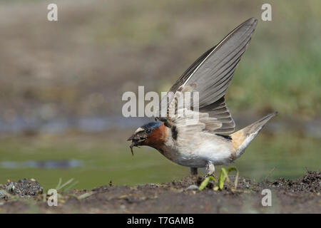 Adult American Cliff Swallow (Petrochelidon pyrrhonota) gathering mud for his nest in Lake Tunkwa, British Colombia, Canada. Stock Photo