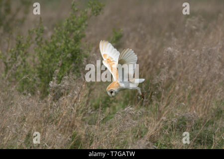 Barn Owl, Tyto alba, hunting over a meadow, Lancashire, UK Stock Photo