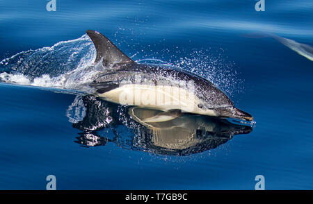 Short-beaked common dolphin (Delphinus delphis) swimming in the Atlantic ocean north of Spain, in the Bay of Biscay. Stock Photo