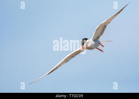 Adult Common Tern (Sterna hirundo) flying over saltpans near Skala Kalloni on the Mediterranean island of Lesvos, Greece. Getting ready to dive. Stock Photo