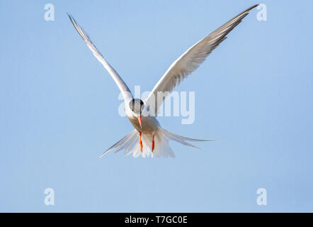 Adult Common Tern (Sterna hirundo) hovering over a freshwater lake near Skala Kalloni on the Mediterranean island of Lesvos, Greece. Stock Photo