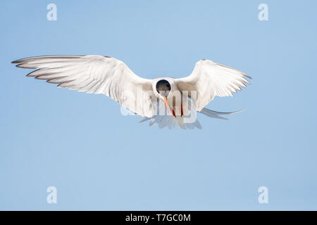 Adult Common Tern (Sterna hirundo) hovering over blue colored freswater lake near Skala Kalloni on the island of Lesvos, Greece. Against blue sky as a Stock Photo