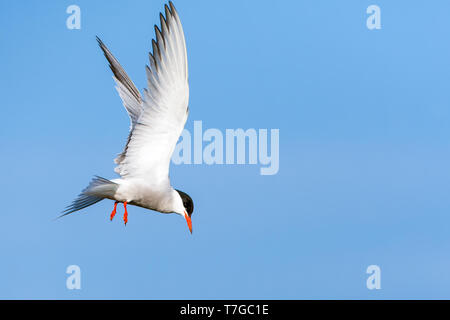 Adult Common Tern (Sterna hirundo) hovering over a lake near Skala Kalloni on the Mediterranean island of Lesvos, Greece. Looking for prey to catch. Stock Photo