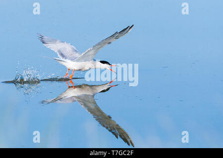 Adult Common Tern (Sterna hirundo) flying over saltpans near Skala Kalloni on the island of Lesvos, Greece. Stock Photo