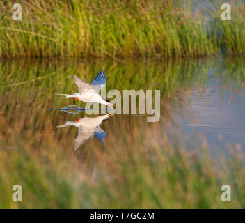 Adult Common Tern (Sterna hirundo) flying over saltpans near Skala Kalloni on the island of Lesvos, Greece. Stock Photo