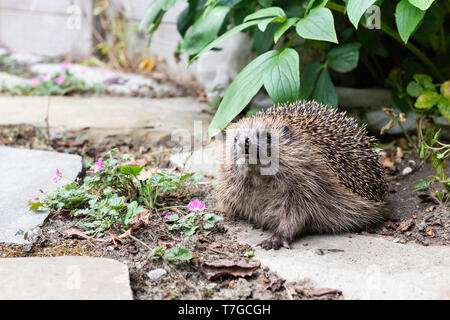 European Hedgehog (Erinaceus europaeus) adult sitting in garden in summer Stock Photo