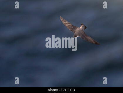 Eurasian Crag Martin (Ptyonoprogne rupestris) in flight against a blue river in Spain. Seen from above. Stock Photo