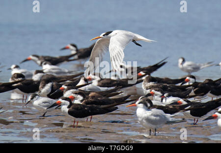 Wintering Elegant Terns (Thalasseus elegans) and Black Skimmer resting on a beach at the coast of Chile. One tern flying over the group. Stock Photo