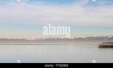 Eurasian Coots (Fulica atra ssp. atra), Switzerland. Adult birds in mountain lake with mountains as background. Stock Photo