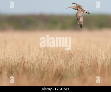 Adult Eurasian Curlew (Numenius arquata) flying above field with low dry scrub during spring time on Texel in the Netherlands. Stock Photo