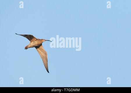 Adult Eurasian Curlew (Numenius arquata) in the Netherlands. Flying over meadows south of Amsterdam Stock Photo