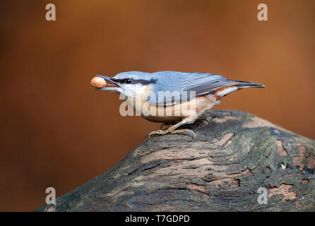 Eurasian Nuthatch (Sitta europaea) in the Netherlands. Bird with a large nut in its beak, perched on a log against a reddish brown autumn colored back Stock Photo