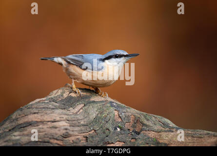 Eurasian Nuthatch (Sitta europaea) in the Netherlands. Bird looking alert to some sound. Bird perched on a log against a reddish brown autumn colored Stock Photo
