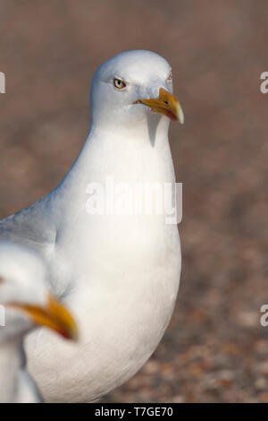 Vertical portrait of an adult European Herring Gull (Larus argentatus) on Texel in the Netherlands, with its mate on the foreground. Stock Photo