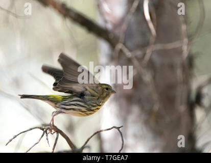 Male European Serin (Serinus serinus) in central Spain. Taking off in flight from a branch in a pine forest. Showing yellow striped rump. Stock Photo