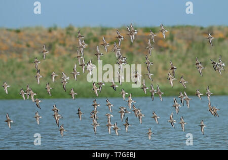 Mixed species wader flock at the Wadden Sea in the Netherlands. Stock Photo
