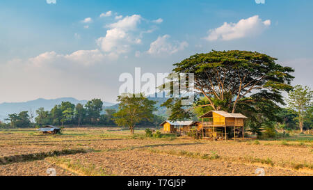 Typical Thai style house surrounded by agricultural field built under big tree in countryside of northern Thailand Stock Photo