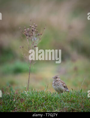 Woodlark on the ground looking for food Stock Photo
