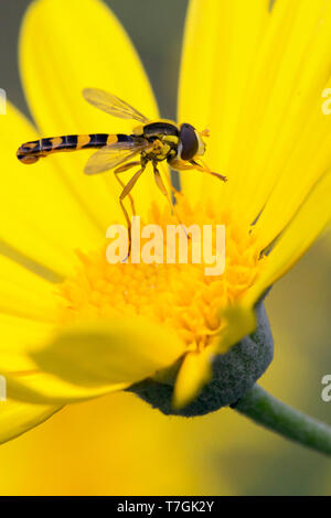 Sphaerophoria scripta, adult on yellow flower, Campania, Italy (Sphaerophoria scripta) Stock Photo