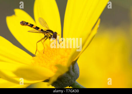 Sphaerophoria scripta, adult on yellow flower, Campania, Italy (Sphaerophoria scripta) Stock Photo