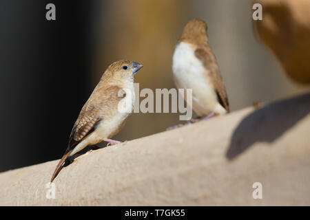 Becco d'argento africanto, Adult perched on a fence, Wadi Darbat ...