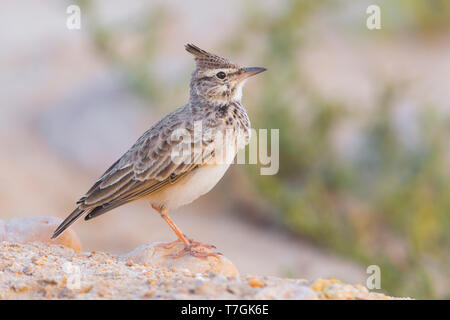 Crested Lark, Adult standing on the sand, Salalah, Dhofar, Oman Stock Photo