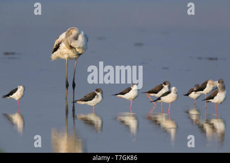 Greater Flamingo (Phoenicopterus roseus), Resting together with Black-winged Stilts, Salalah, Dhofar, Oman Stock Photo