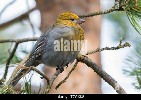 Pine Grosbeak (Pinicola enucleator), standing on a pine branch, Kaamanen, Lappland, Finland Stock Photo