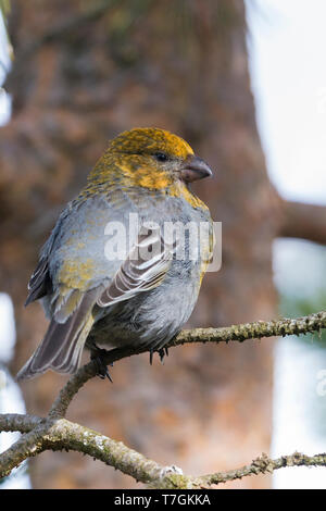 Pine Grosbeak (Pinicola enucleator), standing on a pine branch, Kaamanen, Lappland, Finland Stock Photo