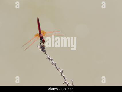 Violet Dropwing, Trithemis annulata Stock Photo