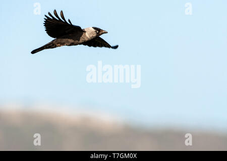 Western Jackdaw (Corvus monedula) in flight against blue sky on Lesvos, Greece. Stock Photo