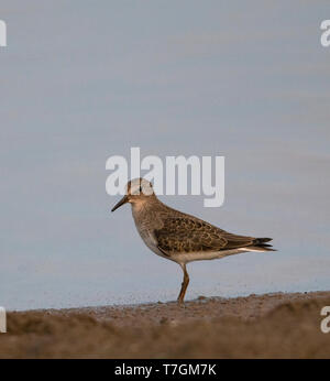 First-winter Temminck's Stint (Calidris temminckii) during autum migration along the shore of a small lake in the Netherlands. Stock Photo